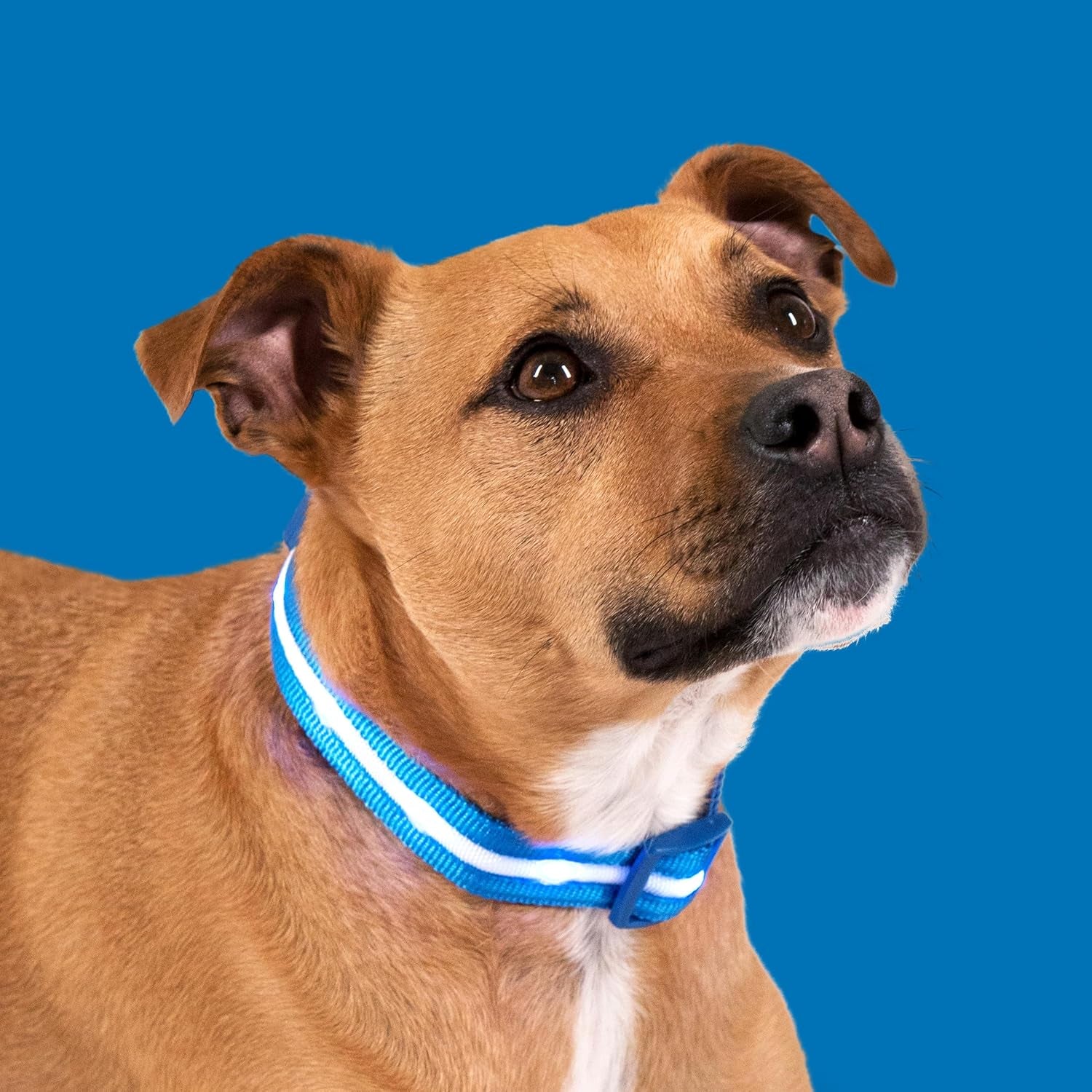 Light up Dog Collar