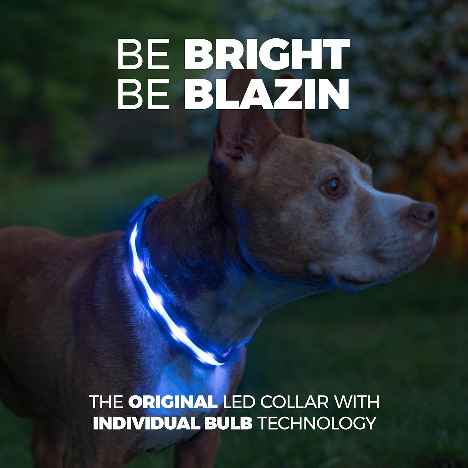 Light up Dog Collar