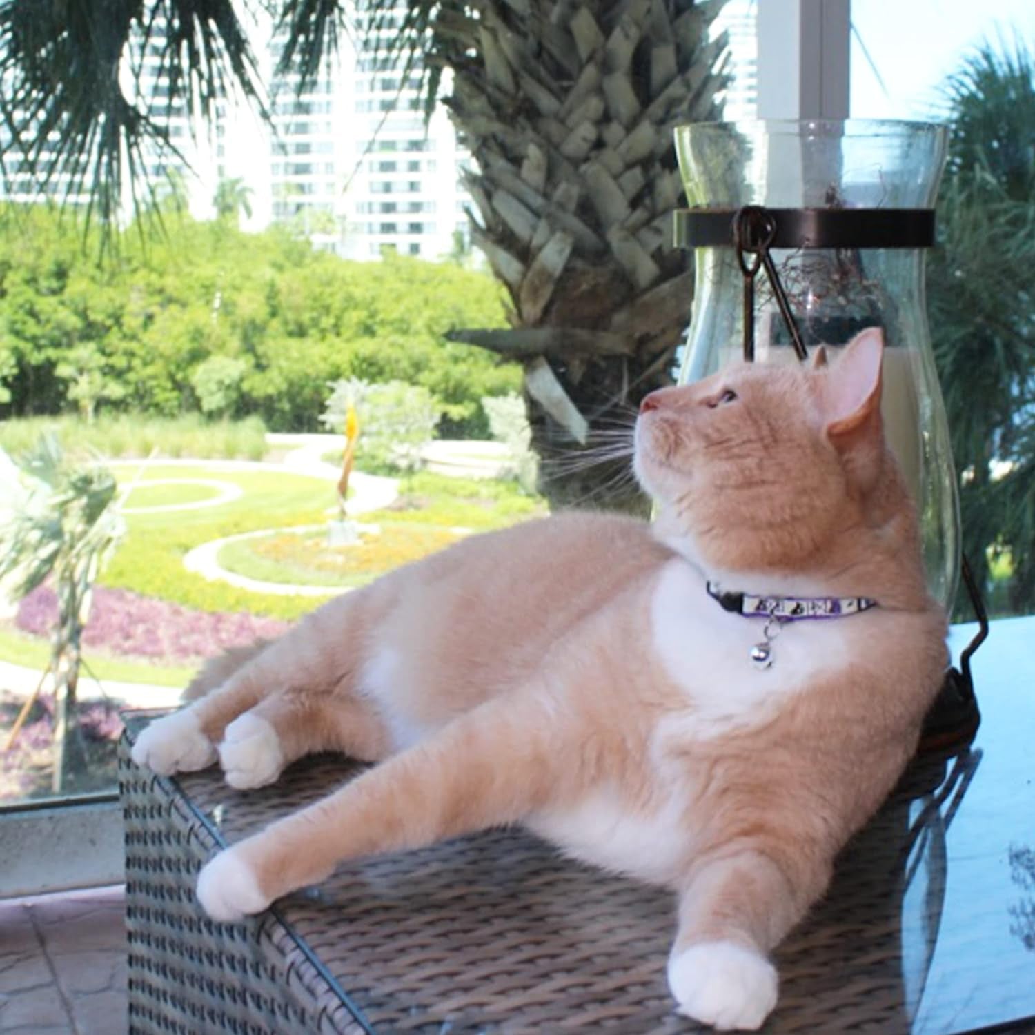 Glow in the Dark Cat Collar 